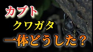 カブトクワガタ、まだ8月中旬だで？【昆虫採集】