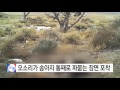 영상 큰 송아지 통째로 파묻는 오소리 포착 ytn yes top news