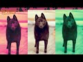 schipperke breed highlights