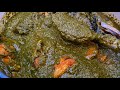 CASSAVA LEAF NOT TURNING OUT RIGHT? MUST WATCH!