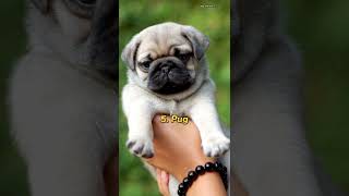 Top 10 most cutest dog in the world 🌎 #shorts #top10 #top10shorts #dogs #cutedog #dogbreeds #puppy