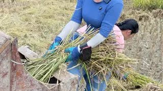 秋收时节 今天帮大伯收稻谷抖音记录农村生活 收稻谷的季节 农村女孩日常 丰收的季节