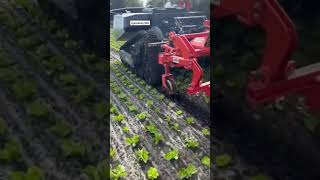 Weeding robot iSelect by K.U.L.T. USA and robot tractor AgBot by AgXeed Netherlands || #shortfilm