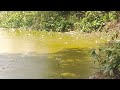 បបក់កង្កែប fishing big monster frogs fish fishing frog fishingfrogs