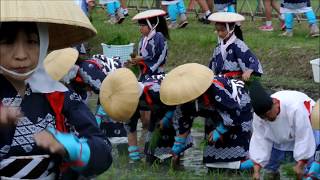 １０４年に渡り引き継ぐ　悠紀斎田お田植え祭　岡崎市六ッ美地区