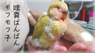 【お迎え2日目】もふもふのさくらちゃん│コザクラインコ雛