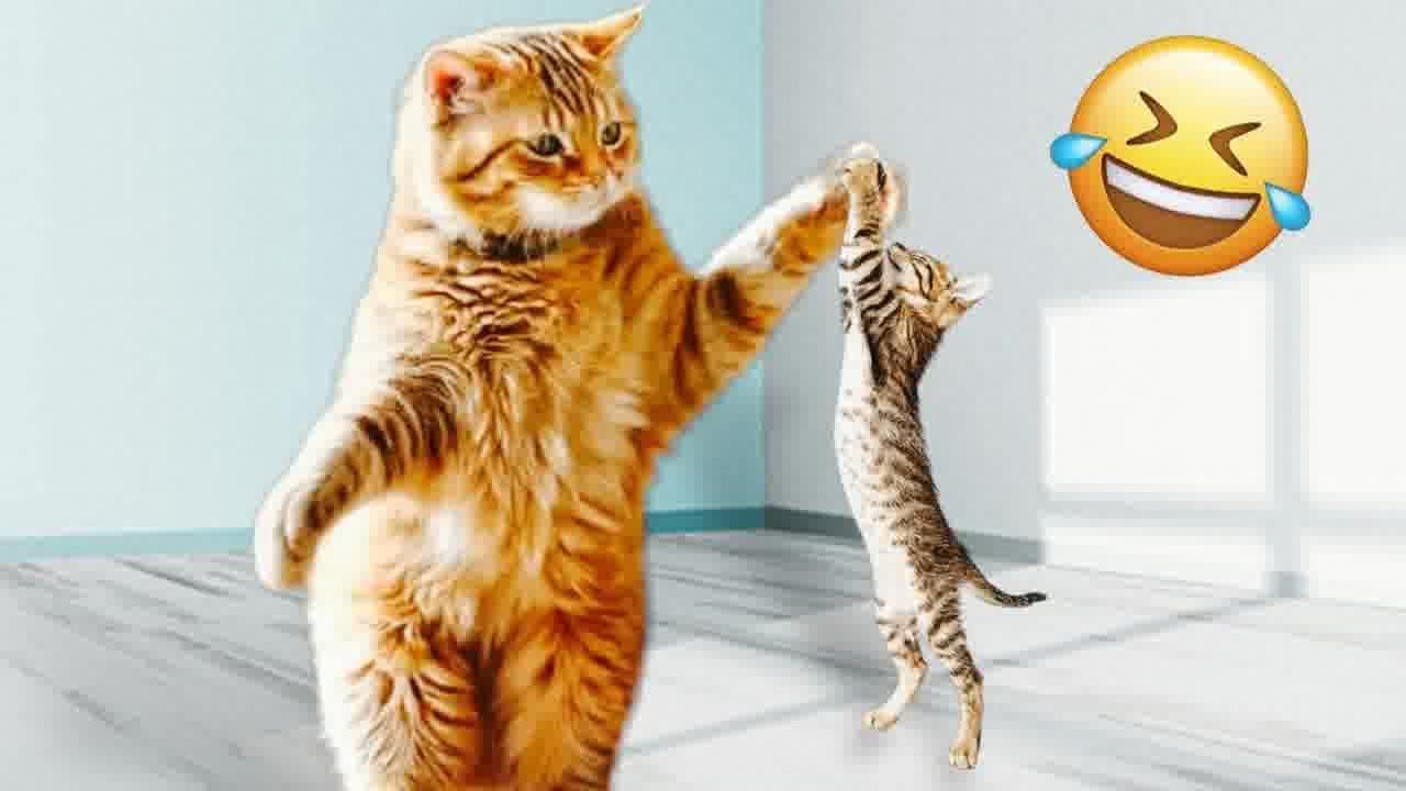 The Funniest Cat Moments Of All Time ёяшш Best Funniest Animals Video 2024