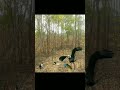 Cat Snake And Peacock vs Eagle New Video #shorts #eagle #peacock