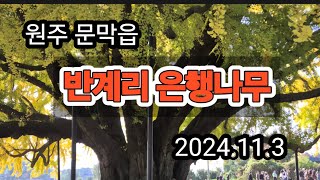 원주 반계리 은행나무.2024.11월3일 상황