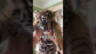 トラの赤ちゃんのかわいい執着