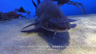 ヒゲツノザメがタカアシガニを股くぐり（笑） @鳥羽水族館　Cirrhigaleus barbifer, Mandarin dogfish