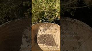 How I harvested CORRIANDER seeds. #corriander #seeds #cilantro #herbs #harvest #shorts #organic