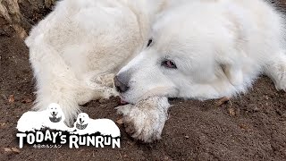 ブラッシング後に砂場に直行するルンルンとアラン　Great Pyrenees　グレートピレニーズ