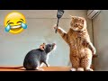 Guilty Dog and cat is so funny😹🐕Try Not to Laugh😺2024 Part 12