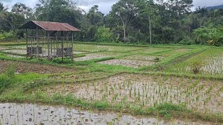 DESA NATAMBANG RONCITAN‼️PERKAMPUNGAN KECIL YANG PADAT PENDUDUK DI PELOSOK