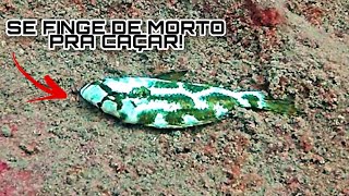 NIMBOCHROMIS LIVINGSTONII - VAMOS FALAR DE ESPÉCIES? #017