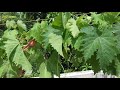 திராட்சை செடி வீட்டில் வளர்ப்பது எப்படி how to grow grapes plant at home tamil tech