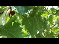 திராட்சை செடி வீட்டில் வளர்ப்பது எப்படி how to grow grapes plant at home tamil tech