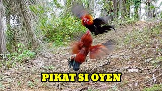 BEGINILAH KALAU AYAM HUTAN NYA MASIH MUDA, CEPAT DATANG TAPI LAMA TAPAU NYA