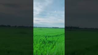 វាលស្រែ ខៀវស្រងាត់