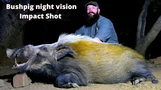 Bushpig boar with night vision!