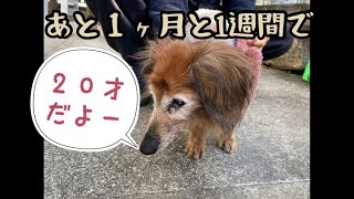 もうすぐ２０才の高齢犬が雪の日にすることは？