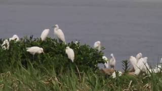 牛背鷺 Cattle Egret