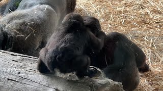 スモモちゃんにギューされて嬉しそうなリキお兄ちゃん【2023年5月30日】【上野動物園】ゴリラ