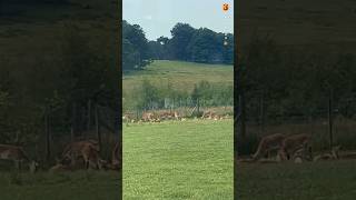 Lot of spotted deer#wildlife #shortsvideo #lionking #deer #relaxing