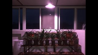 特殊照明 特殊波長 特殊光色 特殊用途 植物 LED燈具訂製