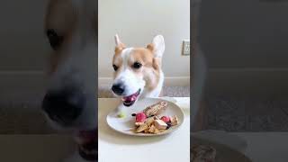 柯基可以吃生骨肉吗？狗狗可以吃生肉吗？#live #shorts #dog #huskies  ￼