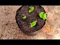 smart way on how to grow guava tree cutting 100% success