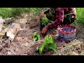 smart way on how to grow guava tree cutting 100% success