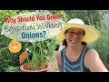 Egyptian Walking Onions, perfect permaculture perennials for your garden!