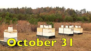 The Bees Are Ready For Winter