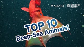 The Top 10 Deep-Sea Animals (according to Monterey Bay Aquarium Research Institute scientists)