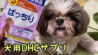 犬用DHCサプリを初めて食べるシーズーももことじゅんくん