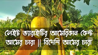 লেইট ভ্যারাইটির আমেরিকান কেন্ট || American Kent Mango Plants