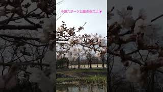 小瀬スポーツ公園の桜が開花してるよ🌸