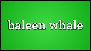 Baleen whale Meaning