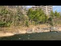 tama river in ome shi in late march （多摩川、青梅市）