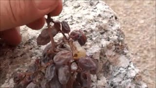 MAKING RAISINS - organic Thompson Seedless grapes dried in the Arizona sun