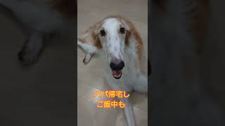 寂しがり屋の大型犬はるぽん🐶#shorts#大型犬#ボルゾイ