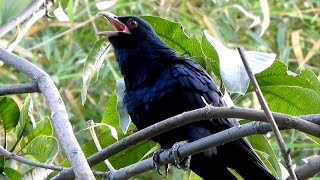 Asian koyal ki aawaz, koyal bird calling sound, koyal ki bole