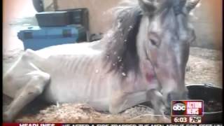 Deputy arrested for starving horses