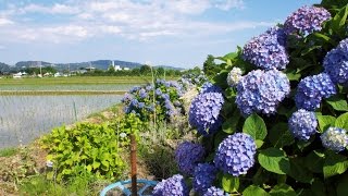 開成町 瀬戸屋敷あじさいの里 Village of Kaisei-cho, Seto  mansion Hydrangea