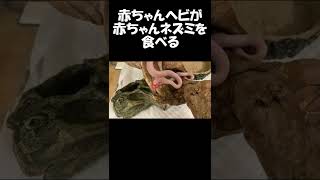 2022/1/14 赤ちゃん白ヘビが赤ちゃんネズミを食べる Baby white snake eats baby rat #Shorts