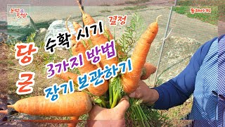 당근 수확 시기 알 수 있는 방법과 장기 보관하기.How to know when to harvest carrots and keep them for a long time.