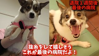 【抜糸】退院から１週間後の検査と抜糸もみじが嬉しそうに笑った【最後の病院】