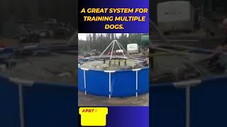 HOW TO CONDITIONING DOGS 💪🐕💪 DOG EXERCISE